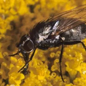 thumbnail for publication: Seedcorn maggot, Delia platura (Meigen) (Insecta: Diptera: Anthomyiidae)